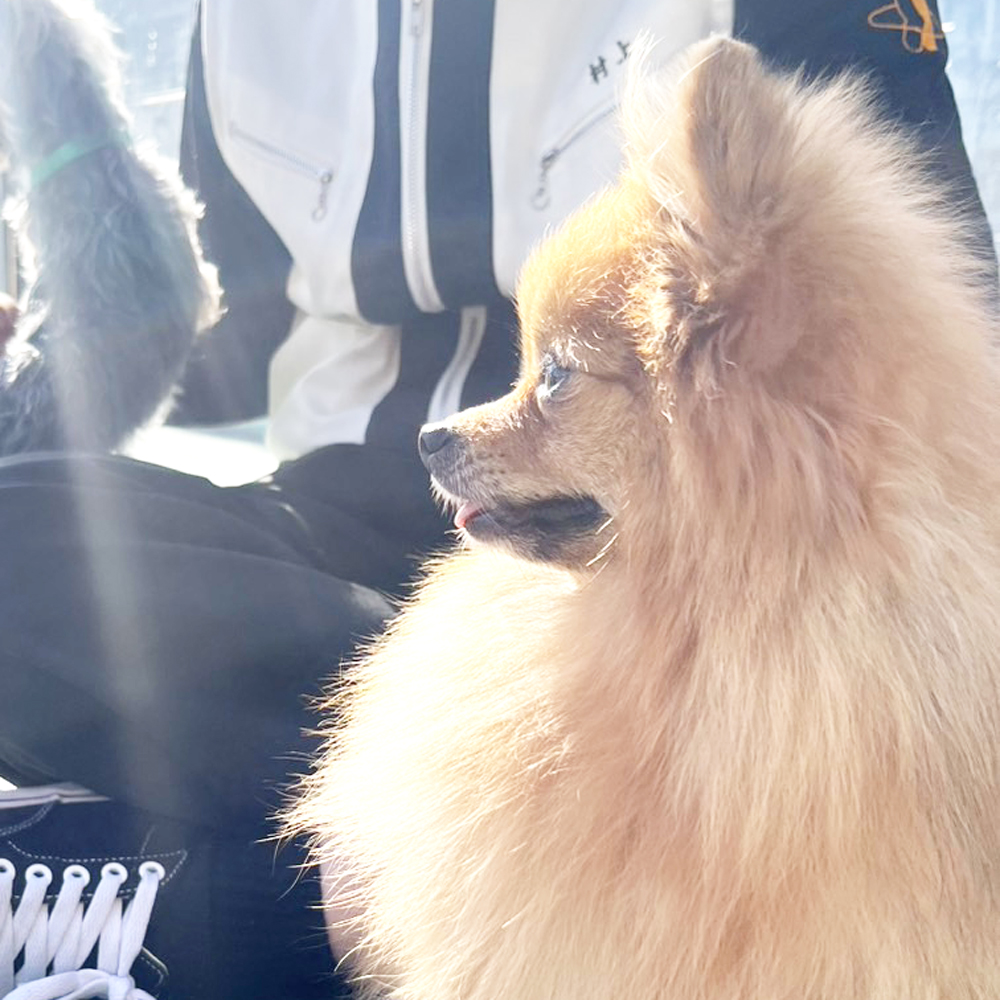 生徒が撮影したモデル犬たちの写真②